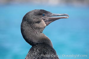 Flightless cormorant, head and neck profile.  In the absence of predators and thus not needing to fly, the flightless cormorants wings have degenerated to the point that it has lost the ability to fly, however it can swim superbly and is a capable underwater hunter.  Punta Albemarle, Nannopterum harrisi, Phalacrocorax harrisi, Isabella Island