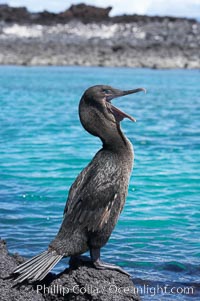 Flightless cormorant perched on volcanic coastline.  In the absence of predators and thus not needing to fly, the flightless cormorants wings have degenerated to the point that it has lost the ability to fly, however it can swim superbly and is a capable underwater hunter.  Punta Albemarle, Nannopterum harrisi, Phalacrocorax harrisi, Isabella Island