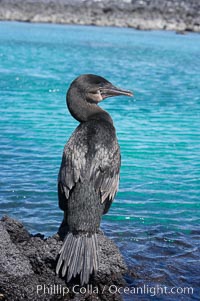 Flightless cormorant perched on volcanic coastline.  In the absence of predators and thus not needing to fly, the flightless cormorants wings have degenerated to the point that it has lost the ability to fly, however it can swim superbly and is a capable underwater hunter.  Punta Albemarle, Nannopterum harrisi, Phalacrocorax harrisi, Isabella Island