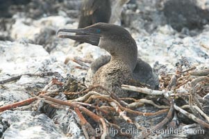 Flightless cormorant, on nest.  In the absence of predators and thus not needing to fly, the flightless cormorants wings have degenerated to the point that it has lost the ability to fly, however it can swim superbly and is a capable underwater hunter.  Punta Albemarle, Nannopterum harrisi, Phalacrocorax harrisi, Isabella Island