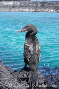 Flightless cormorant perched on volcanic coastline.  In the absence of predators and thus not needing to fly, the flightless cormorants wings have degenerated to the point that it has lost the ability to fly, however it can swim superbly and is a capable underwater hunter.  Punta Albemarle, Nannopterum harrisi, Phalacrocorax harrisi, Isabella Island