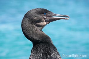 Flightless cormorant, head and neck profile.  In the absence of predators and thus not needing to fly, the flightless cormorants wings have degenerated to the point that it has lost the ability to fly, however it can swim superbly and is a capable underwater hunter.  Punta Albemarle, Nannopterum harrisi, Phalacrocorax harrisi, Isabella Island