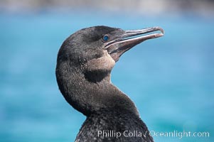 Flightless cormorant, head and neck profile.  In the absence of predators and thus not needing to fly, the flightless cormorants wings have degenerated to the point that it has lost the ability to fly, however it can swim superbly and is a capable underwater hunter.  Punta Albemarle, Nannopterum harrisi, Phalacrocorax harrisi, Isabella Island