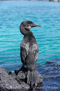 Flightless cormorant perched on volcanic coastline.  In the absence of predators and thus not needing to fly, the flightless cormorants wings have degenerated to the point that it has lost the ability to fly, however it can swim superbly and is a capable underwater hunter.  Punta Albemarle. Isabella Island, Galapagos Islands, Ecuador, Nannopterum harrisi, Phalacrocorax harrisi, natural history stock photograph, photo id 16567