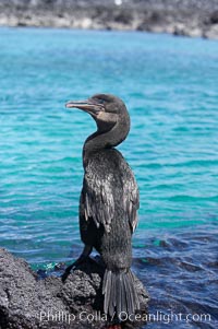 Flightless cormorant perched on volcanic coastline.  In the absence of predators and thus not needing to fly, the flightless cormorants wings have degenerated to the point that it has lost the ability to fly, however it can swim superbly and is a capable underwater hunter.  Punta Albemarle. Isabella Island, Galapagos Islands, Ecuador, Nannopterum harrisi, Phalacrocorax harrisi, natural history stock photograph, photo id 16568