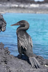 Flightless cormorant perched on volcanic coastline.  In the absence of predators and thus not needing to fly, the flightless cormorants wings have degenerated to the point that it has lost the ability to fly, however it can swim superbly and is a capable underwater hunter.  Punta Albemarle, Nannopterum harrisi, Phalacrocorax harrisi, Isabella Island