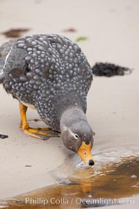 Flightless steamer duck, on sand beach.  The flightless steamer duck is a marine duck which occupies and guards a set length of coastline as its territory and, as its name suggests, cannot fly, Tachyeres brachypterus, New Island