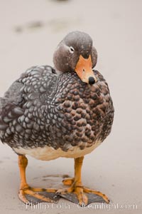 Flightless steamer duck, on sand beach.  The flightless steamer duck is a marine duck which occupies and guards a set length of coastline as its territory and, as its name suggests, cannot fly, Tachyeres brachypterus, New Island