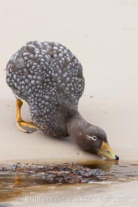 Flightless steamer duck, on sand beach.  The flightless steamer duck is a marine duck which occupies and guards a set length of coastline as its territory and, as its name suggests, cannot fly, Tachyeres brachypterus, New Island