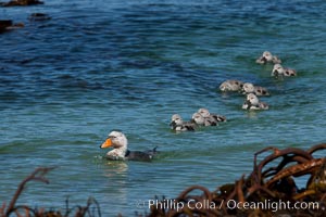 Flightless steamer duck, male, with ducklings, swimming in the ocean, Tachyeres brachypterus, Carcass Island