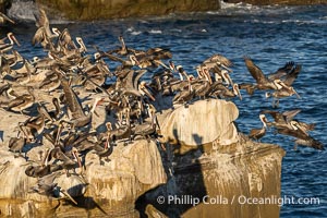 Large Flock of Brown Pelicans Take Flight From Ocean Cliffs, Pelecanus occidentalis, Pelecanus occidentalis californicus, La Jolla, California