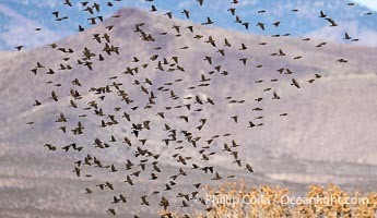 Flock of red-winged blackbirds at Bosque del Apache National Wildlife Refuge, Socorro, New Mexico