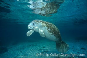 West Indian manatee at Three Sisters Springs, Florida, Trichechus manatus, Crystal River