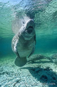 West Indian manatee at Three Sisters Springs, Florida, Trichechus manatus, Crystal River