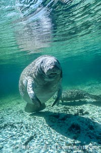 West Indian manatee at Three Sisters Springs, Florida, Trichechus manatus, Crystal River