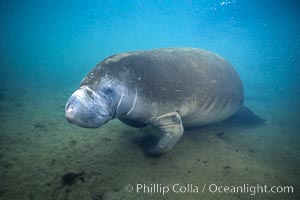 West Indian manatee at Three Sisters Springs, Florida, Trichechus manatus, Crystal River