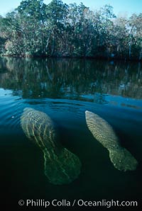 West Indian manatee, Homosassa State Park.