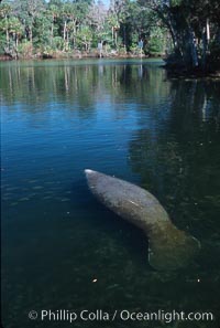 West Indian manatee, Homosassa State Park, Trichechus manatus, Homosassa River