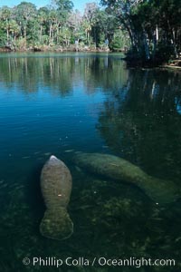 West Indian manatee, Homosassa State Park, Trichechus manatus, Homosassa River