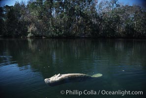 West Indian manatee, Homosassa State Park, Trichechus manatus, Homosassa River