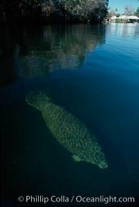 West Indian manatee, Homosassa State Park, Trichechus manatus, Homosassa River