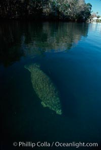 West Indian manatee, Homosassa State Park, Trichechus manatus, Homosassa River