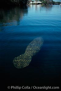 West Indian manatee, Homosassa State Park, Trichechus manatus, Homosassa River