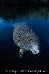 West Indian manatee, Homosassa State Park, Trichechus manatus, Homosassa River