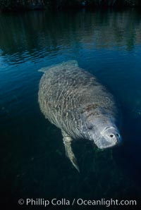 West Indian manatee, Homosassa State Park, Trichechus manatus, Homosassa River