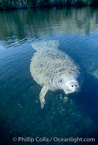 West Indian manatee, Homosassa State Park, Trichechus manatus, Homosassa River