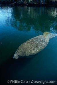 West Indian manatee, Homosassa State Park, Trichechus manatus, Homosassa River