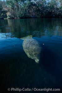 West Indian manatee, Homosassa State Park, Trichechus manatus, Homosassa River