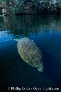 West Indian manatee, Homosassa State Park, Trichechus manatus, Homosassa River