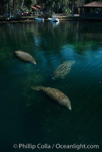 West Indian manatee, Homosassa State Park, Trichechus manatus, Homosassa River