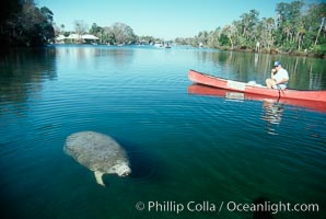 West Indian manatee and volunteer observer, Homosassa State Park, Trichechus manatus, Homosassa River