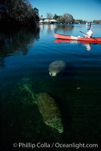 West Indian manatee and volunteer observer, Homosassa State Park, Trichechus manatus, Homosassa River