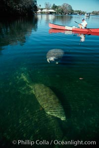 West Indian manatee and volunteer observer, Homosassa State Park.