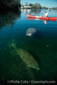 West Indian manatee and volunteer observer, Homosassa State Park, Trichechus manatus, Homosassa River