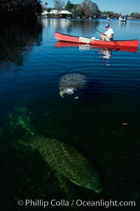 West Indian manatee and volunteer observer, Homosassa State Park, Trichechus manatus, Homosassa River