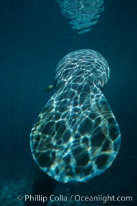 Broad flat tail of West Indian manatee.