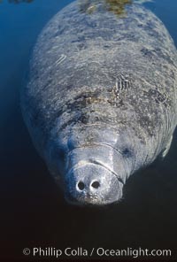 West Indian manatee taking a breath at the surface, Trichechus manatus, Three Sisters Springs, Crystal River, Florida