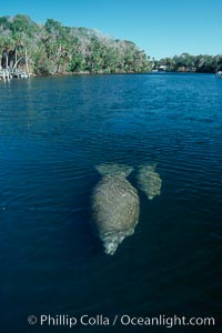 West Indian manatee mother and calf travel along Homosassa River, Trichechus manatus