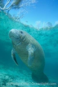 West Indian manatee calf with viral skin infection covering body, Trichechus manatus, Three Sisters Springs, Crystal River, Florida