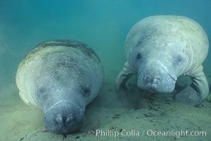 West Indian manatee.
