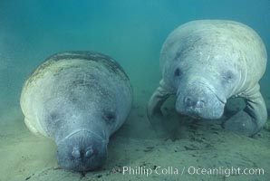 West Indian manatee, Trichechus manatus, Homosassa River