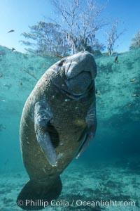 Florida Manatee at Three Sisters Springs, Crystal River, Florida, Trichechus manatus