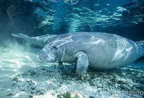 Florida Manatee at Three Sisters Springs, Crystal River, Florida, Trichechus manatus