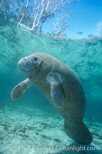 Florida Manatee at Three Sisters Springs, Crystal River, Florida, Trichechus manatus