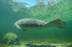 Florida Manatee at Three Sisters Springs, Crystal River, Florida, Trichechus manatus