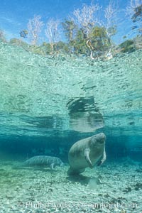 Florida Manatee at Three Sisters Springs, Crystal River, Florida, Trichechus manatus